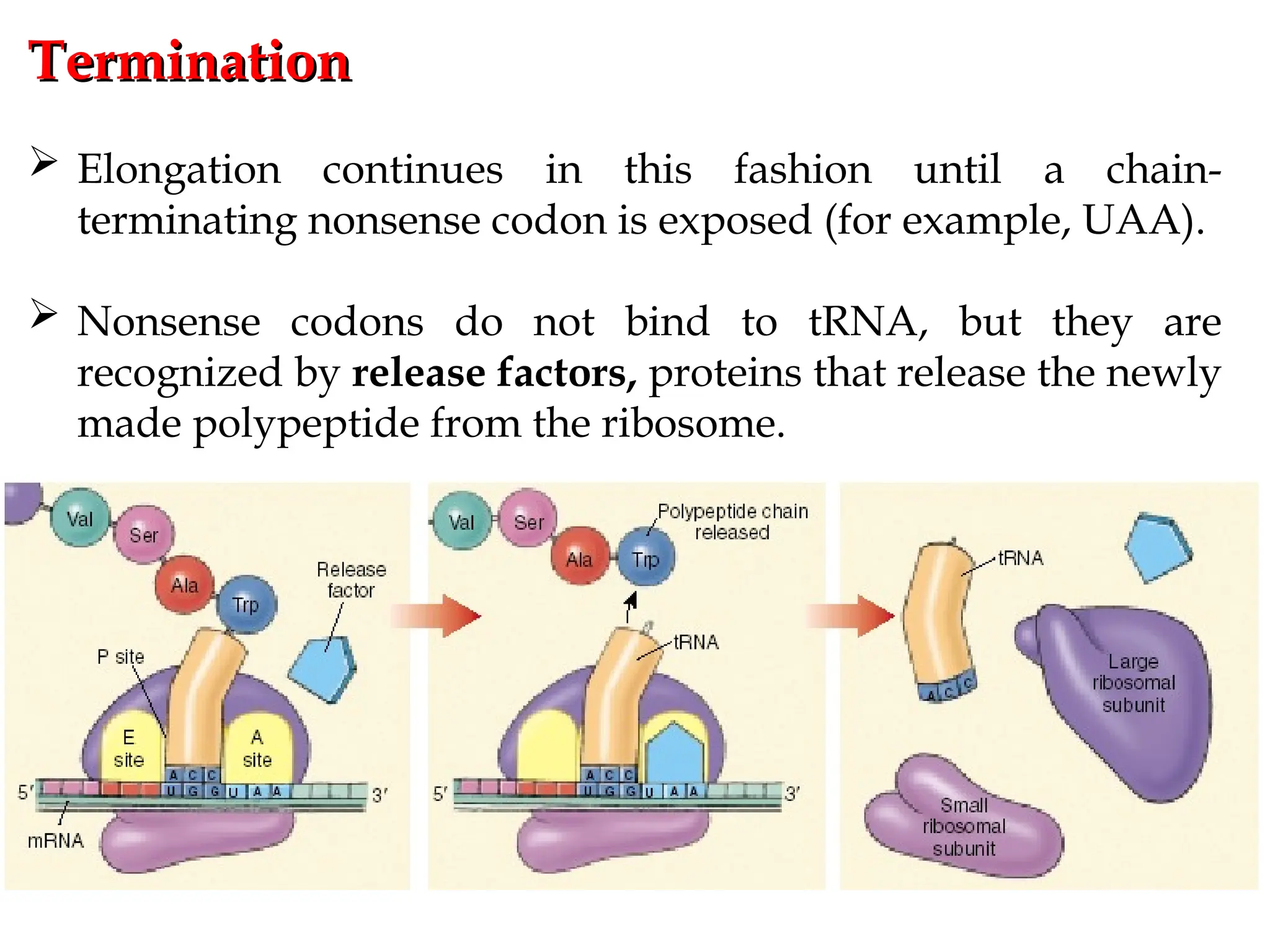 Termination
Termination
 Elongation continues in this fashion until a chain-
terminating nonsense codon is exposed (for example, UAA).
 Nonsense codons do not bind to tRNA, but they are
recognized by release factors, proteins that release the newly
made polypeptide from the ribosome.
 
