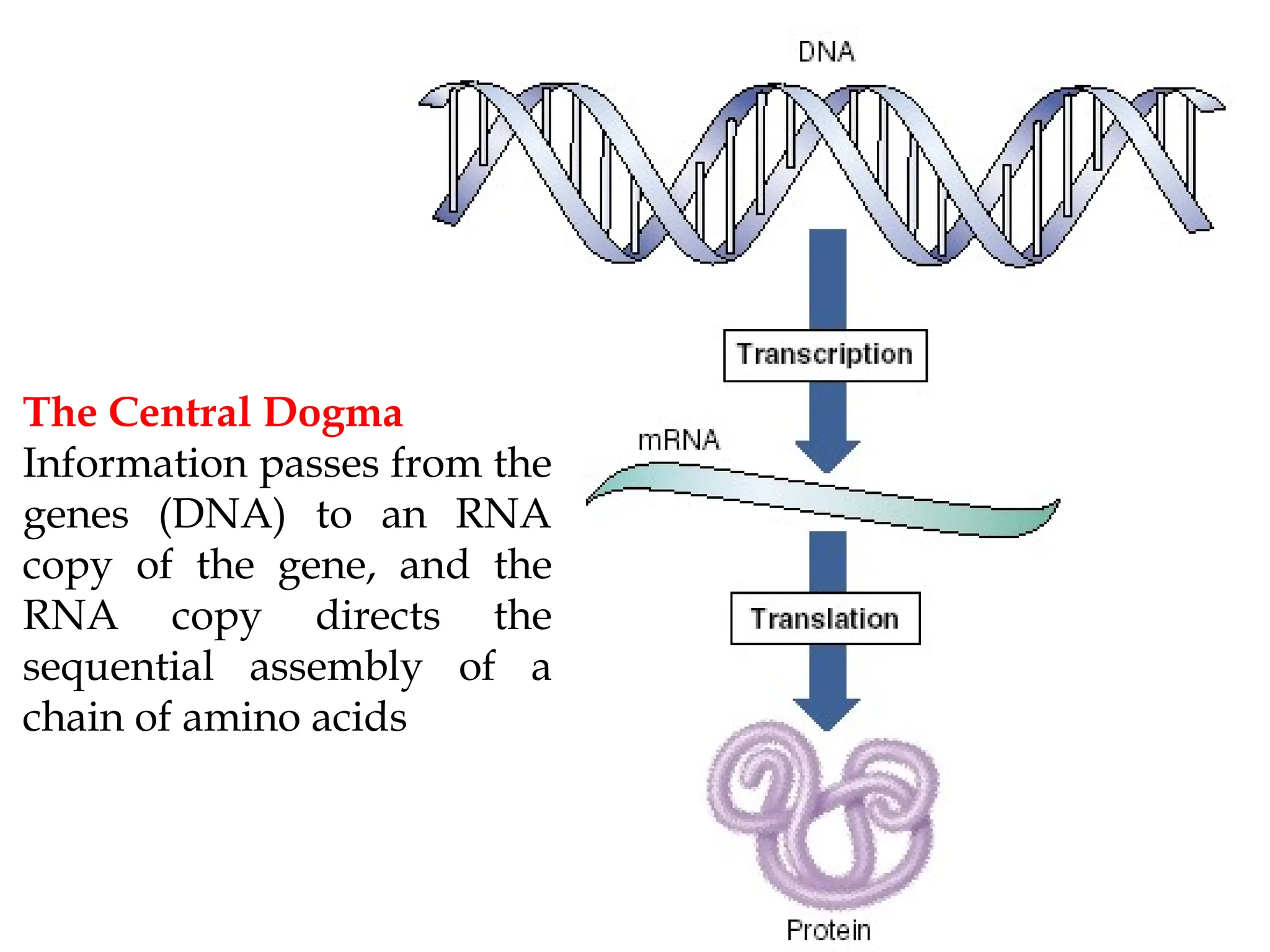 The Central Dogma
Information passes from the
genes (DNA) to an RNA
copy of the gene, and the
RNA copy directs the
sequential assembly of a
chain of amino acids
 