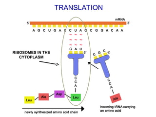 transcription and translation Protein Synthesis.ppt