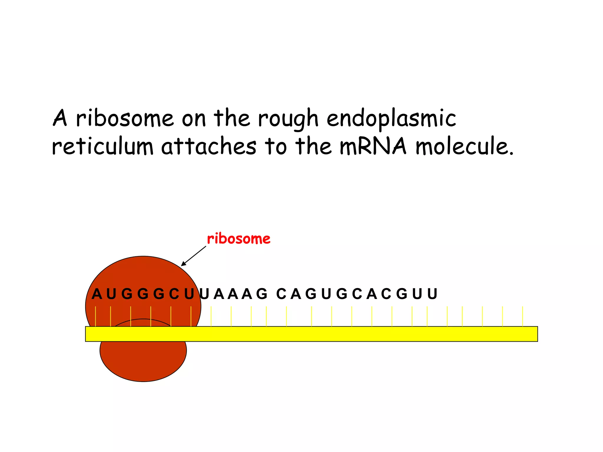 A U G G G C U U A A A G C A G U G C A C G U U
A ribosome on the rough endoplasmic
reticulum attaches to the mRNA molecule.
ribosome
 