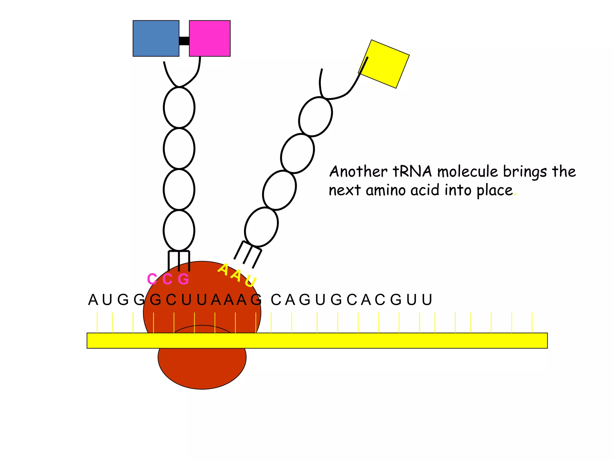 A U G G G C U U A A A G C A G U G C A C G U U
Another tRNA molecule brings the
next amino acid into place.
 
