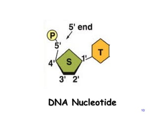 10
DNA Nucleotide
DNA Nucleotide
 