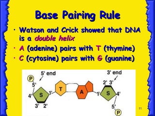 11
Base Pairing Rule
Base Pairing Rule
• Watson and Crick showed that DNA
Watson and Crick showed that DNA
is a
is a double helix
double helix
• A
A (adenine) pairs with
(adenine) pairs with T
T (thymine)
(thymine)
• C
C (cytosine) pairs with
(cytosine) pairs with G
G (guanine)
(guanine)
 