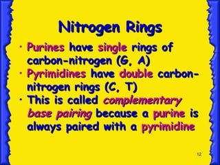 12
Nitrogen Rings
Nitrogen Rings
• Purines
Purines have
have single
single rings of
rings of
carbon-nitrogen (G, A)
carbon-nitrogen (G, A)
• Pyrimidines
Pyrimidines have
have double
double carbon-
carbon-
nitrogen rings (C, T)
nitrogen rings (C, T)
• This is called
This is called complementary
complementary
base pairing
base pairing because a
because a purine
purine is
is
always paired with a
always paired with a pyrimidine
pyrimidine
 