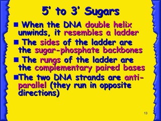 13
.
5’ to 3’ Sugars
5’ to 3’ Sugars
When the DNA
When the DNA double helix
double helix
unwinds, it
unwinds, it resembles a ladder
resembles a ladder
The
The sides
sides of the ladder are
of the ladder are
the
the sugar-phosphate backbones
sugar-phosphate backbones
The
The rungs
rungs of the ladder are
of the ladder are
the
the complementary paired bases
complementary paired bases
The two DNA strands are
The two DNA strands are anti-
anti-
parallel
parallel (they run in opposite
(they run in opposite
directions)
directions)
 