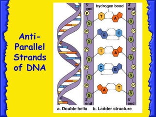 14
Anti-
Parallel
Strands
of DNA
 