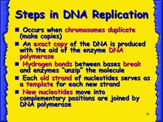16
Steps in DNA Replication
Steps in DNA Replication
Occurs when
Occurs when chromosomes duplicate
chromosomes duplicate
(make copies)
(make copies)
An
An exact copy
exact copy of the DNA is produced
of the DNA is produced
with the aid of the enzyme
with the aid of the enzyme DNA
DNA
polymerase
polymerase
Hydrogen bonds
Hydrogen bonds between bases
between bases break
break
and enzymes “unzip” the molecule
and enzymes “unzip” the molecule
Each
Each old strand
old strand of nucleotides serves as
of nucleotides serves as
a
a template
template for each new strand
for each new strand
New nucleotides
New nucleotides move into
move into
complementary positions are joined by
complementary positions are joined by
DNA polymerase
DNA polymerase
 