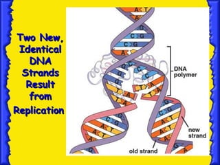 17
Two New,
Two New,
Identical
Identical
DNA
DNA
Strands
Strands
Result
Result
from
from
Replication
Replication
 