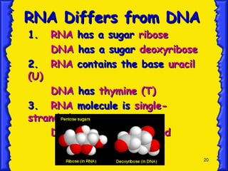 20
RNA Differs from DNA
RNA Differs from DNA
1.
1. RNA
RNA has a sugar
has a sugar ribose
ribose
DNA
DNA has a sugar
has a sugar deoxyribose
deoxyribose
2.
2. RNA
RNA contains the base
contains the base uracil
uracil
(U)
(U)
DNA
DNA has
has thymine (T)
thymine (T)
3.
3. RNA
RNA molecule is
molecule is single-
single-
stranded
stranded
DNA
DNA is
is double-stranded
double-stranded
 