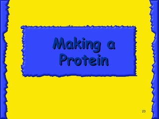 23
Making a
Making a
Protein
Protein
 