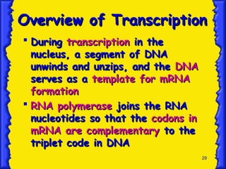 29
Overview of Transcription
Overview of Transcription
 During
During transcription
transcription in the
in the
nucleus, a segment of DNA
nucleus, a segment of DNA
unwinds and unzips, and the
unwinds and unzips, and the DNA
DNA
serves as a
serves as a template for mRNA
template for mRNA
formation
formation
 RNA polymerase
RNA polymerase joins the RNA
joins the RNA
nucleotides so that the
nucleotides so that the codons in
codons in
mRNA are complementary
mRNA are complementary to the
to the
triplet code in DNA
triplet code in DNA
 