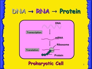3
Transcription
Transcription
Translation
Translation
DNA
mRNA
Ribosome
Protein
Prokaryotic Cell
Prokaryotic Cell
DNA
DNA 
 RNA
RNA 
 Protein
Protein
 