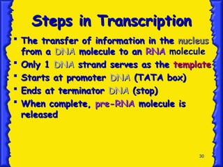 30
Steps in Transcription
Steps in Transcription
 The transfer of information in the
The transfer of information in the nucleus
nucleus
from a
from a DNA
DNA molecule to an
molecule to an RNA
RNA molecule
molecule
 Only 1
Only 1 DNA
DNA strand serves as the
strand serves as the template
template
 Starts at promoter
Starts at promoter DNA
DNA (TATA box)
(TATA box)
 Ends at terminator
Ends at terminator DNA
DNA (stop)
(stop)
 When complete,
When complete, pre-RNA
pre-RNA molecule is
molecule is
released
released
 