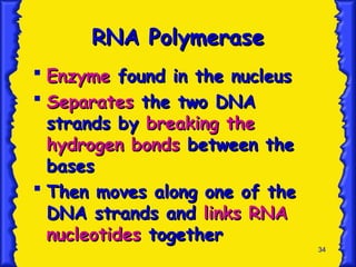 34
RNA Polymerase
RNA Polymerase
 Enzyme
Enzyme found in the nucleus
found in the nucleus
 Separates
Separates the two DNA
the two DNA
strands by
strands by breaking the
breaking the
hydrogen bonds
hydrogen bonds between the
between the
bases
bases
 Then moves along one of the
Then moves along one of the
DNA strands and
DNA strands and links RNA
links RNA
nucleotides
nucleotides together
together
 