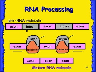 39
RNA Processing
RNA Processing
pre-RNA molecule
intro
n
intron
exon exon exon
exon exon exon
Mature RNA molecule
Mature RNA molecule
exon exon exon
intron intron
splicesome splicesome
 