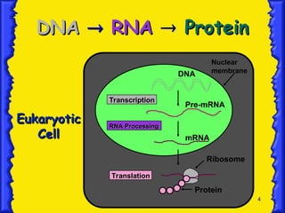 4
DNA
DNA 
 RNA
RNA 
 Protein
Protein
Nuclear
membrane
Transcription
Transcription
RNA Processing
RNA Processing
Translation
Translation
DNA
Pre-mRNA
mRNA
Ribosome
Protein
Eukaryotic
Eukaryotic
Cell
Cell
 