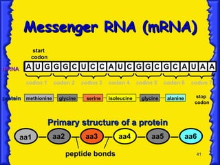 41
Messenger RNA (mRNA)
Messenger RNA (mRNA)
methionine glycine serine isoleucine glycine alanine stop
codon
protein
protein
A U G G G C U C C A U C G G C G C A U A A
mRNA
mRNA
start
codon
Primary structure of a protein
Primary structure of a protein
aa1 aa2 aa3 aa4 aa5 aa6
peptide bonds
codon 2 codon 3 codon 4 codon 5 codon 6 codon 7
codon 1
 