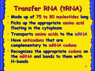 42
Transfer RNA (tRNA)
Transfer RNA (tRNA)
• Made up of
Made up of 75 to 80 nucleotides
75 to 80 nucleotides long
long
• Picks up the appropriate
Picks up the appropriate amino acid
amino acid
floating in the cytoplasm
floating in the cytoplasm
• Transports
Transports amino acids
amino acids to the
to the mRNA
mRNA
• Have
Have anticodons
anticodons that are
that are
complementary to
complementary to mRNA codons
mRNA codons
• Recognizes the appropriate
Recognizes the appropriate codons
codons on
on
the
the mRNA
mRNA and bonds to them with
and bonds to them with
H-bonds
H-bonds
 