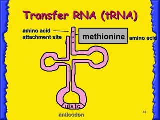 43
Transfer RNA (tRNA)
Transfer RNA (tRNA)
amino acid
amino acid
attachment site
attachment site
U A C
anticodon
anticodon
methionine amino acid
amino acid
 