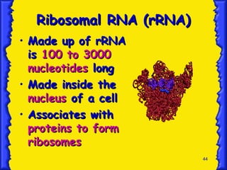 44
Ribosomal RNA (rRNA)
Ribosomal RNA (rRNA)
• Made up of rRNA
Made up of rRNA
is
is 100 to 3000
100 to 3000
nucleotides
nucleotides long
long
• Made inside the
Made inside the
nucleus
nucleus of a cell
of a cell
• Associates with
Associates with
proteins to form
proteins to form
ribosomes
ribosomes
 