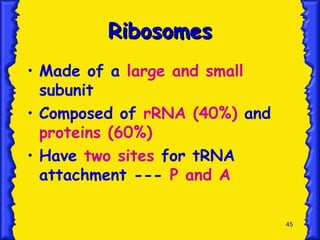 45
Ribosomes
Ribosomes
• Made of a large and small
subunit
• Composed of rRNA (40%) and
proteins (60%)
• Have two sites for tRNA
attachment --- P and A
 