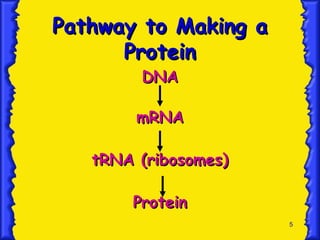 5
Pathway to Making a
Pathway to Making a
Protein
Protein
DNA
DNA
mRNA
mRNA
tRNA (ribosomes)
tRNA (ribosomes)
Protein
Protein
 
