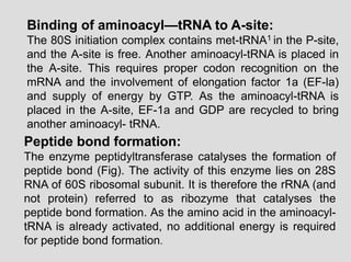 Binding of aminoacyl—tRNA to A-site:
The 80S initiation complex contains met-tRNA1 in the P-site,
and the A-site is free. Another aminoacyl-tRNA is placed in
the A-site. This requires proper codon recognition on the
mRNA and the involvement of elongation factor 1a (EF-la)
and supply of energy by GTP. As the aminoacyl-tRNA is
placed in the A-site, EF-1a and GDP are recycled to bring
another aminoacyl- tRNA.
Peptide bond formation:
The enzyme peptidyltransferase catalyses the formation of
peptide bond (Fig). The activity of this enzyme lies on 28S
RNA of 60S ribosomal subunit. It is therefore the rRNA (and
not protein) referred to as ribozyme that catalyses the
peptide bond formation. As the amino acid in the aminoacyl-
tRNA is already activated, no additional energy is required
for peptide bond formation.
 