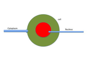 cell


Cytoplasm          Nucleus
 