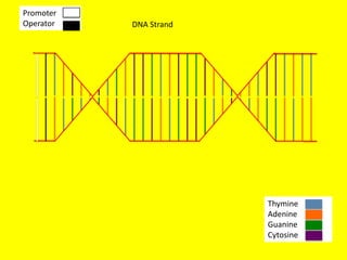 Promoter
Operator   DNA Strand




                        Thymine
                        Adenine
                        Guanine
                        Cytosine
 