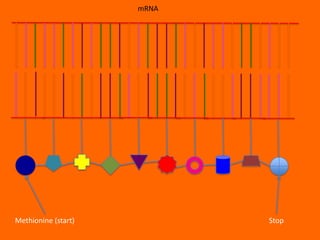 mRNA




Methionine (start)          Stop
 