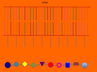 mRNA
 