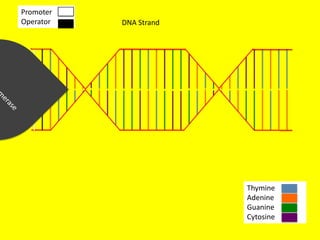 Promoter
Operator   DNA Strand




                        Thymine
                        Adenine
                        Guanine
                        Cytosine
 