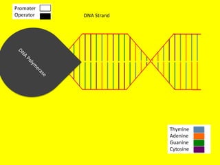 Promoter
Operator   DNA Strand




                        Thymine
                        Adenine
                        Guanine
                        Cytosine
 