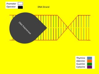Promoter
Operator   DNA Strand




                        Thymine
                        Adenine
                        Guanine
                        Cytosine
 