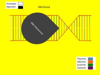 Promoter
Operator   DNA Strand




                        Thymine
                        Adenine
                        Guanine
                        Cytosine
 