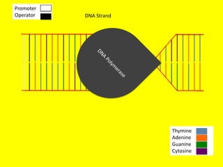 Promoter
Operator   DNA Strand




                        Thymine
                        Adenine
                        Guanine
                        Cytosine
 