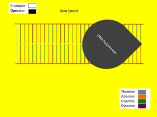 Promoter
Operator   DNA Strand




                        Thymine
                        Adenine
                        Guanine
                        Cytosine
 