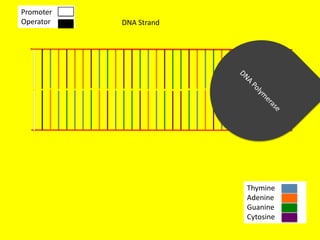 Promoter
Operator   DNA Strand




                        Thymine
                        Adenine
                        Guanine
                        Cytosine
 