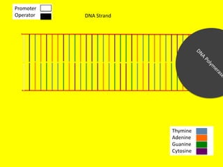 Promoter
Operator   DNA Strand




                        Thymine
                        Adenine
                        Guanine
                        Cytosine
 