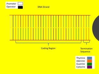 Promoter
Operator   DNA Strand




             Coding Region      Termination
                                Sequence

                             Thymine
                             Adenine
                             Guanine
                             Cytosine
 