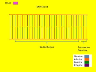 Uracil
         DNA Strand




           Coding Region      Termination
                              Sequence

                           Thymine
                           Adenine
                           Guanine
                           Cytosine
 