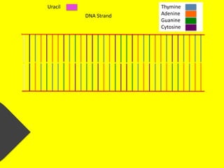 Uracil                Thymine
         DNA Strand   Adenine
                      Guanine
                      Cytosine
 