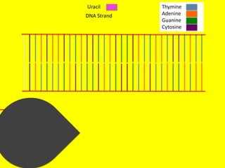 Uracil       Thymine
DNA Strand   Adenine
             Guanine
             Cytosine
 