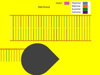 Uracil   Thymine
DNA Strand            Adenine
                      Guanine
                      Cytosine
 
