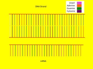 Uracil
DNA Strand   Adenine
             Guanine
             Cytosine




    mRNA
 