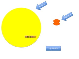 Cytoplasm
 