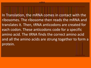 mRNA




In Translation, the mRNA comes in contact with the
ribosomes. The ribosome then reads the mRNA and
translates it. Then, tRNA anticodons are created for
each codon. These anticodons code for a specific
amino acid. The tRNA finds the correct amino acid
and all the amino acids are strung together to form a
protein.
 