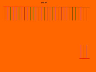 mRNA
 