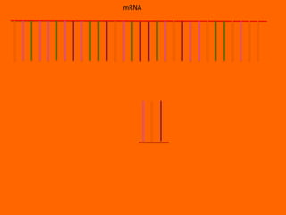 mRNA
 