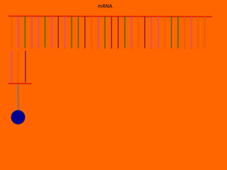 mRNA
 